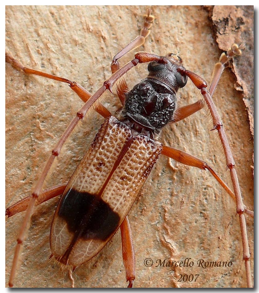 Scultura contemporanea